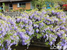 ���̂ӂ���2015