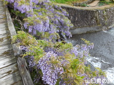 ���̂ӂ���2015