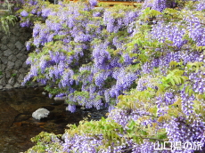 ���̂ӂ���2015