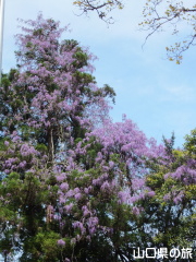 �o�_�_�Ђ̓�