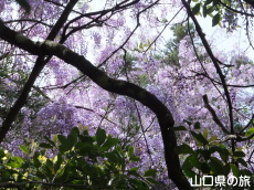 �o�_�_�Ђ̓�