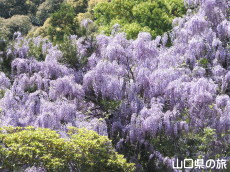 �o�_�_�Ђ̓�