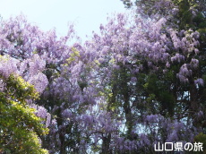 �o�_�_�Ђ̓�