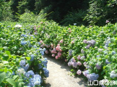 �d���̋��̎��z�ԃ��[�h