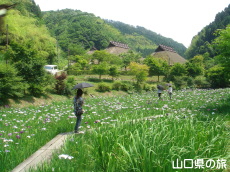 �d���̋��̉ԏҊ���