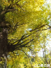 �����Ђ̑�C�`���E