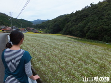 �������𒭂߂闷���_