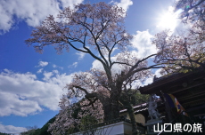 ���@���̑僄�}�U�N��