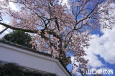 ���@���̑僄�}�U�N��