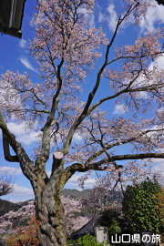 ���@���̑僄�}�U�N��