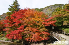 石柱渓の紅葉