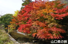 石柱渓の紅葉