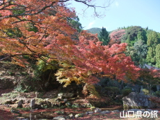 華山神上寺の紅葉