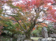 華山神上寺の紅葉