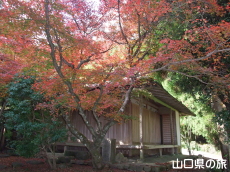 華山神上寺の紅葉
