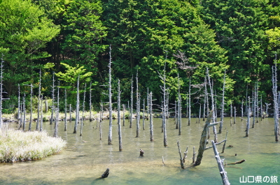 一の俣桜公園
