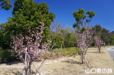 ���t���b�V���p�[�N�L�Y�̌[����