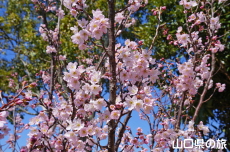 ���t���b�V���p�[�N�L�Y�̌[����