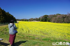 ���t���b�V���p�[�N�L�Y�̍؂̉�