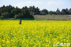 ���t���b�V���p�[�N�L�Y�̍؂̉�