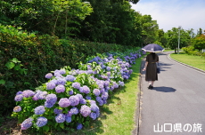 リフレッシュパーク豊浦のあじさい