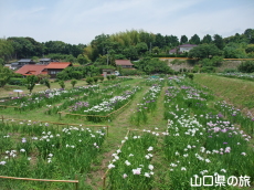 品川菖蒲園