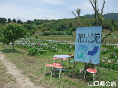 品川菖蒲園