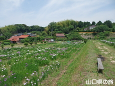 品川菖蒲園