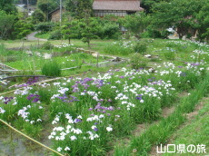 品川菖蒲園