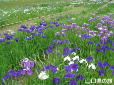 品川菖蒲園