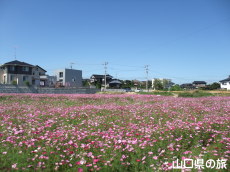 ����g��򐼒n��̃R�X���X