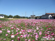 ����g��򐼒n��̃R�X���X