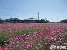 ����g��򐼒n��̃R�X���X