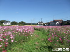 ����g��򐼒n��̃R�X���X