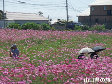 ����g��򐼒n��̃R�X���X