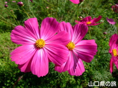 ����g��򐼒n��̃R�X���X