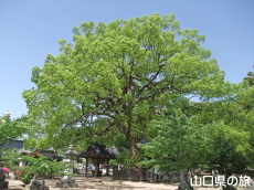 ���蔪���{�̃N�X�m�L