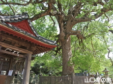 ���蔪���{�̃N�X�m�L