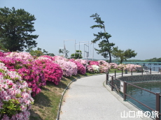 ときわ公園のつつじ