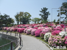 ときわ公園のつつじ