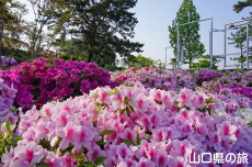 ときわ公園のつつじ