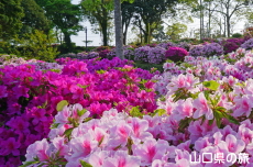 ときわ公園のつつじ
