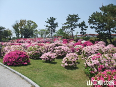 ときわ公園のつつじ