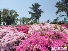 ときわ公園のつつじ
