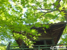 ���}���̐V��