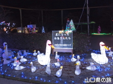 星になった白鳥さんたち