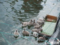コクチョウのヒナの食事