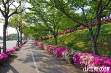 ���������̂�