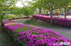 ���������̂�