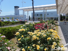 山口宇部空港のバラ園